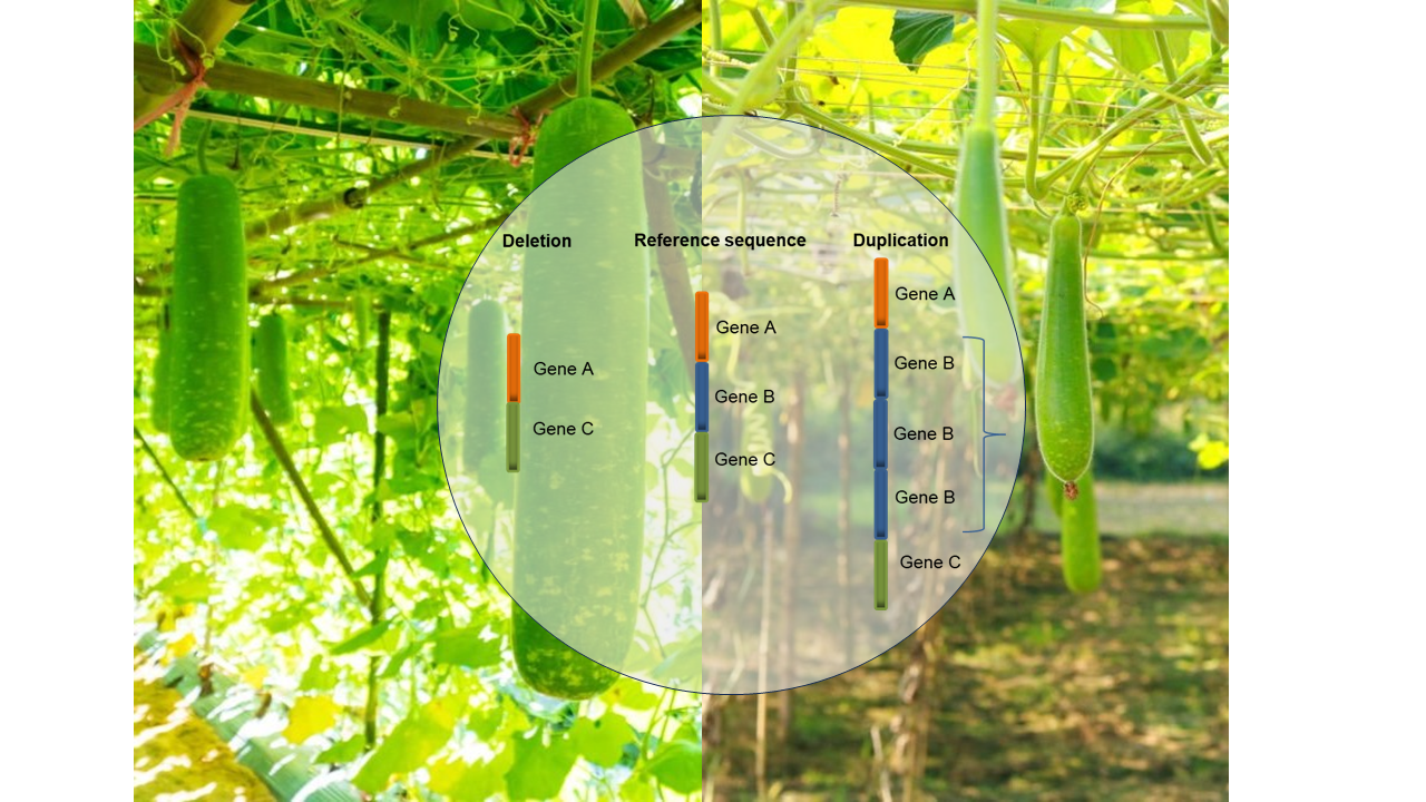 Bottle Gourd — Lagenaria siceraria